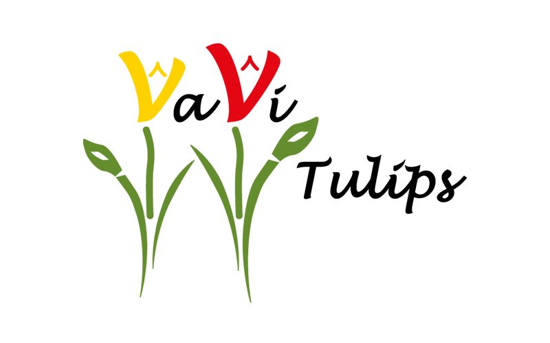 Vavi tulips