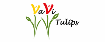 vavi tulips